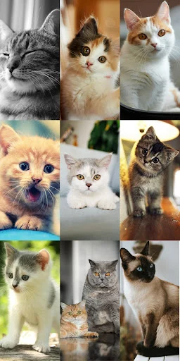 Cute Cat Wallpapers ডাউনলোড করুন – সেরা কিউট বিড়ালের ওয়ালপেপার - Screenshot 20