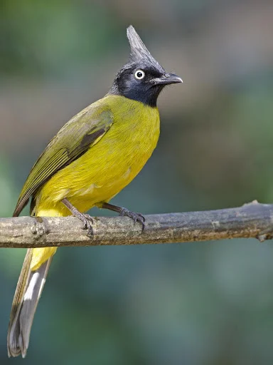 Bulbul Bird Sounds ডাউনলোড করুন – সেরা পাখির ডাক ও রিংটোন - Screenshot 1