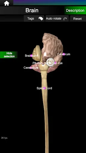 Internal Organs in 3D Anatomy ডাউনলোড করুন – সেরা অ্যানাটমি অ্যাপ - Screenshot 13