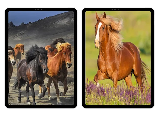 Horse Wallpapers ডাউনলোড করুন – সেরা 4K এইচডি ঘোড়ার ওয়ালপেপার - Screenshot 5