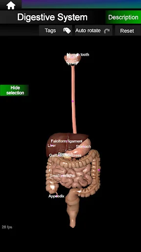 Internal Organs in 3D Anatomy ডাউনলোড করুন – সেরা অ্যানাটমি অ্যাপ - Screenshot 19