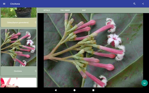 Herbal Remedies ডাউনলোড করুন – ভেষজ উদ্ভিদ ও গুণাগুণ জানুন - Screenshot 7