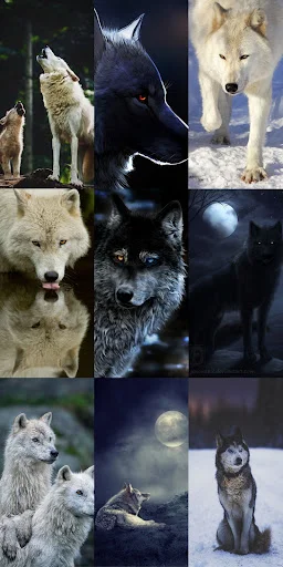 Wolf Wallpaper HD ডাউনলোড করুন – সেরা নেকড়ে ওয়ালপেপার ফ্রি - Screenshot 19