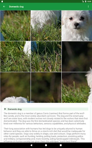 Dogs Puzzle ডাউনলোড করুন – সেরা ডগ পাজল গেম ফ্রি ডাউনলোড - Screenshot 17