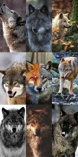 Wolf Wallpaper HD ডাউনলোড করুন – সেরা নেকড়ে ওয়ালপেপার ফ্রি - Screenshot 6