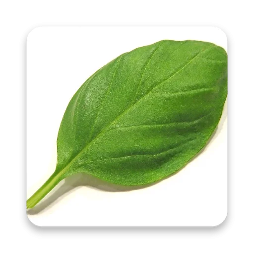 Herbal Remedies ডাউনলোড করুন – ভেষজ উদ্ভিদ ও গুণাগুণ জানুন