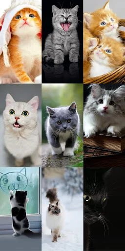 Cute Cat Wallpapers ডাউনলোড করুন – সেরা কিউট বিড়ালের ওয়ালপেপার - Screenshot 23