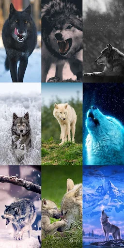 Wolf Wallpaper HD ডাউনলোড করুন – সেরা নেকড়ে ওয়ালপেপার ফ্রি - Screenshot 12