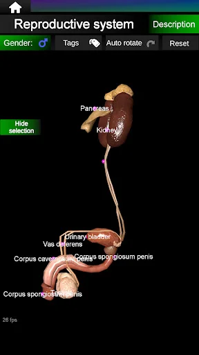 Internal Organs in 3D Anatomy ডাউনলোড করুন – সেরা অ্যানাটমি অ্যাপ - Screenshot 14