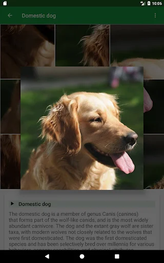 Dogs Puzzle ডাউনলোড করুন – সেরা ডগ পাজল গেম ফ্রি ডাউনলোড - Screenshot 11